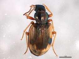 Image of Bembidion (Actedium) pallidipenne (Illiger 1802)