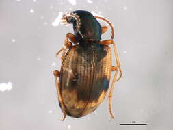 Image of Bembidion (Actedium) pallidipenne (Illiger 1802)