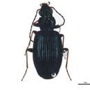 Sivun Bembidion (Bembidionetolitzkya) atrocaeruleum (Stephens 1828) kuva