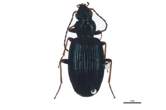 Image of Bembidion (Bembidionetolitzkya) atrocaeruleum (Stephens 1828)