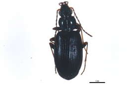 Image of Bembidion (Bembidionetolitzkya) atrocaeruleum (Stephens 1828)