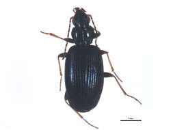 Image of Bembidion (Bembidionetolitzkya) atrocaeruleum (Stephens 1828)