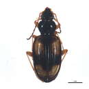 Bembidion (Peryphus) cruciatum Dejean 1831 resmi