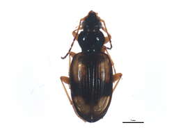 Image of Bembidion (Peryphus) cruciatum Dejean 1831