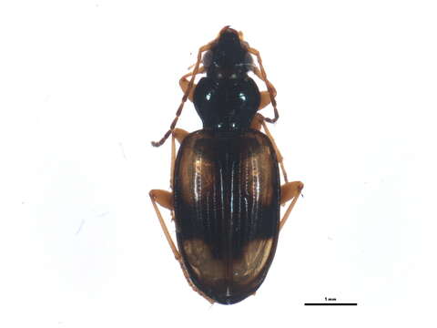 Imagem de Bembidion (Peryphus) cruciatum Dejean 1831