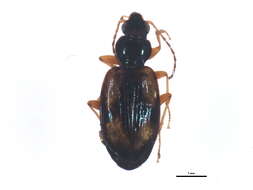 Image of Bembidion (Peryphus) cruciatum Dejean 1831