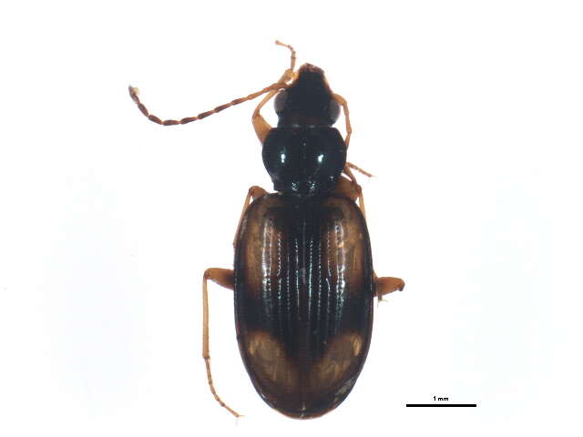 Image of Bembidion (Peryphus) cruciatum Dejean 1831