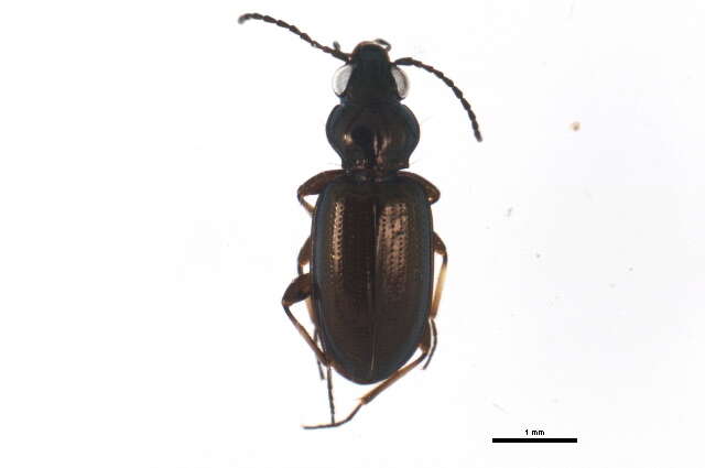 Bembidion (Metallina) properans (Stephens 1828) resmi