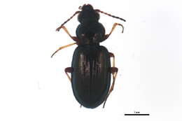 Bembidion (Metallina) properans (Stephens 1828) resmi