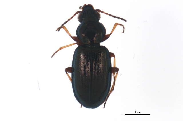 Bembidion (Metallina) properans (Stephens 1828) resmi