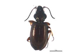 Bembidion (Metallina) properans (Stephens 1828) resmi