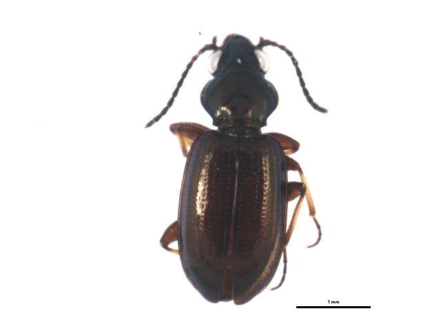 Bembidion (Metallina) properans (Stephens 1828) resmi