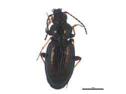 Bembidion (Metallina) properans (Stephens 1828) resmi