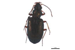 Bembidion (Princidium) punctulatum Drapiez 1820的圖片