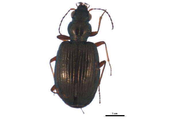 Bembidion (Princidium) punctulatum Drapiez 1820的圖片