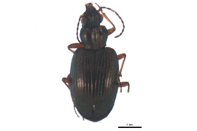 Bembidion (Princidium) punctulatum Drapiez 1820的圖片