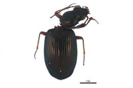 Bembidion (Princidium) punctulatum Drapiez 1820的圖片