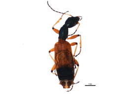 Image of Odacantha