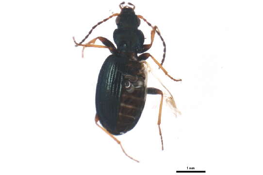 Image of Bembidion (Peryphus) incognitum G. Müller 1931