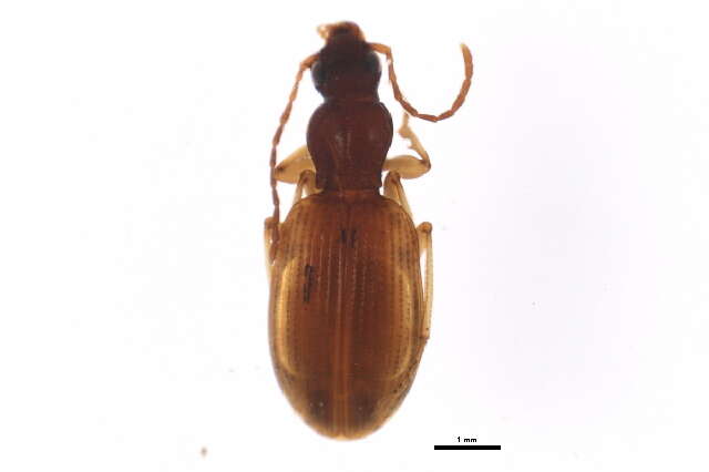 Image of Oxypselaphus