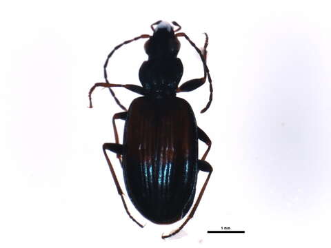 Image of Bembidion (Bembidionetolitzkya) varicolor (Fabricius 1803)