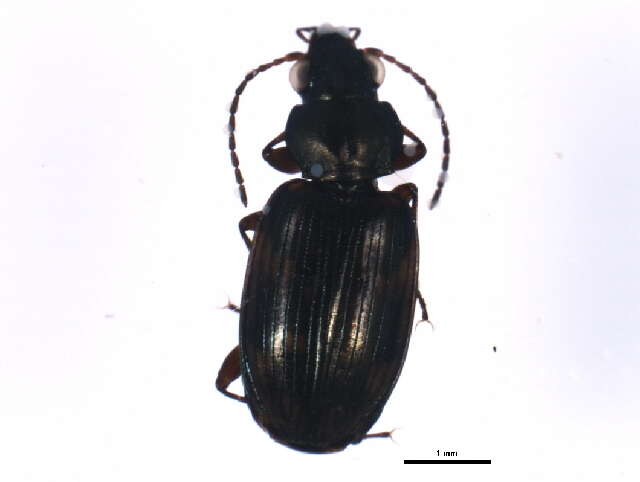 Imagem de Bembidion (Notaphus) varium (G. A. Olivier 1795)