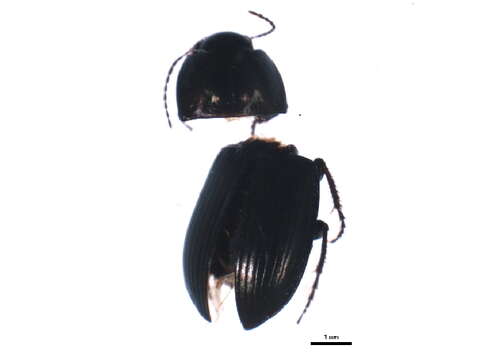 Image de Amara (Amara) lunicollis Schiödte 1837