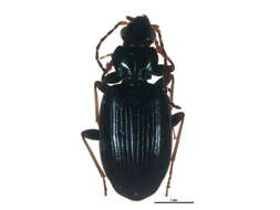 Image of Bembidion (Bembidionetolitzkya) atrocaeruleum (Stephens 1828)