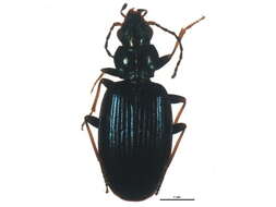 Image of Bembidion (Bembidionetolitzkya) atrocaeruleum (Stephens 1828)