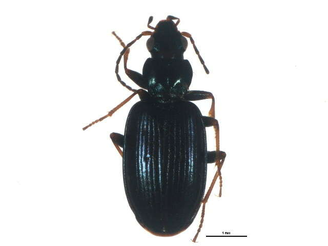 Image of Bembidion (Bembidionetolitzkya) atrocaeruleum (Stephens 1828)