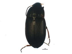 Image of Amara (Amara) similata (Gyllenhal 1810)