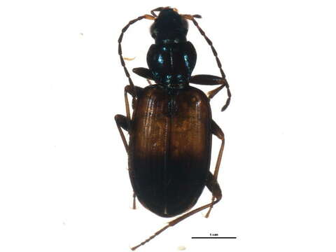 Image of Bembidion (Bembidionetolitzkya) varicolor (Fabricius 1803)