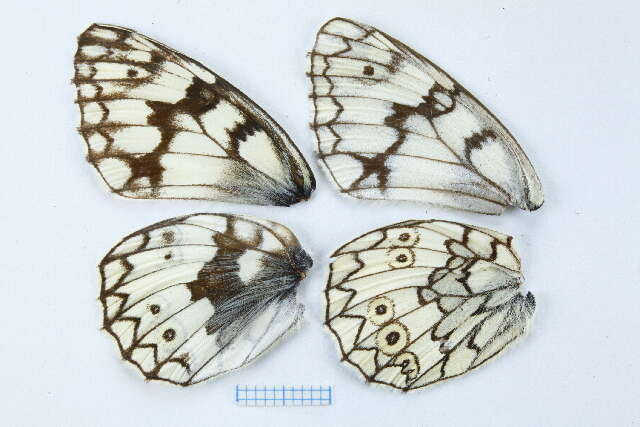 Image of <i>Melanargia russiae</i>