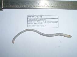 Image of Woodland blue worm