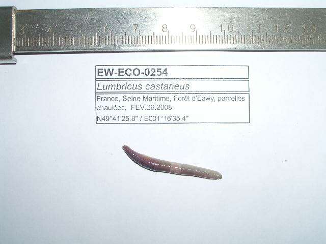 Image of Lumbricus castaneus