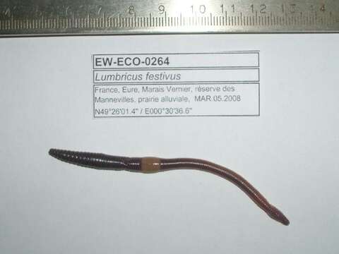 Image of Quebec worm