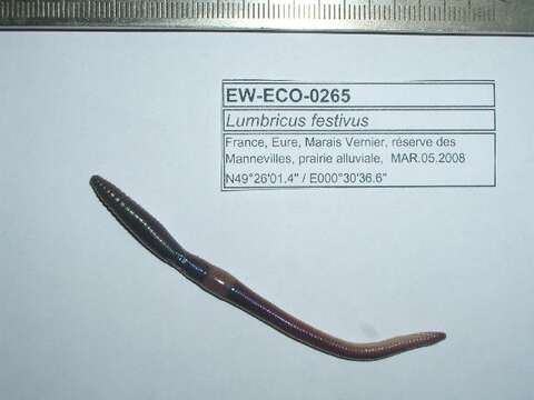 Image of Quebec worm