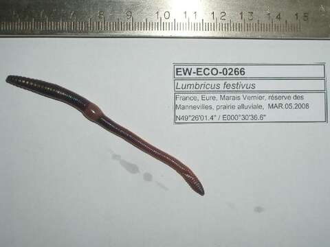 Image of Quebec worm