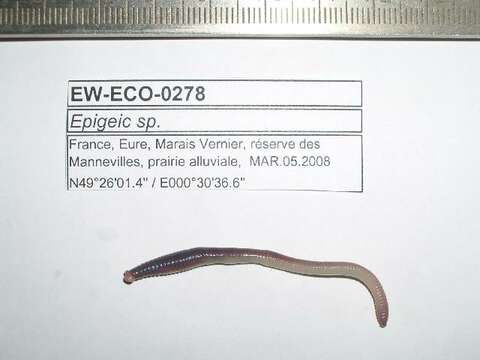 Imagem de Lumbricus rubellus