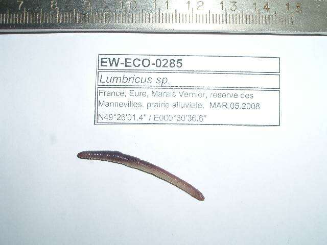 Imagem de Lumbricus rubellus