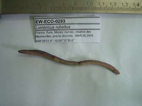 Imagem de Lumbricus rubellus