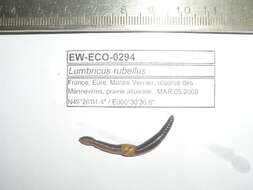 Imagem de Lumbricus rubellus