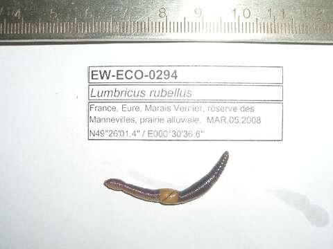 Imagem de Lumbricus rubellus