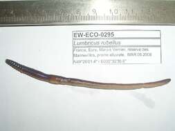 Image of Lumbricus rubellus