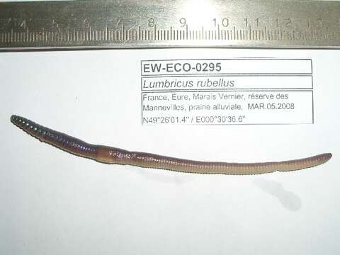 Imagem de Lumbricus rubellus