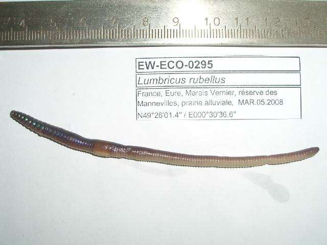 Image of Lumbricus rubellus