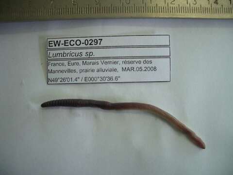 Imagem de Lumbricus rubellus