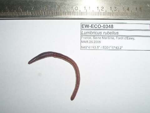 Imagem de Lumbricus rubellus