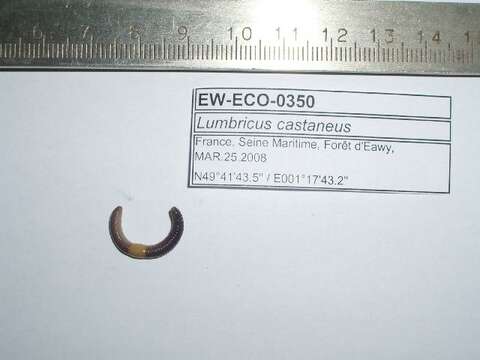 Imagem de Lumbricus castaneus