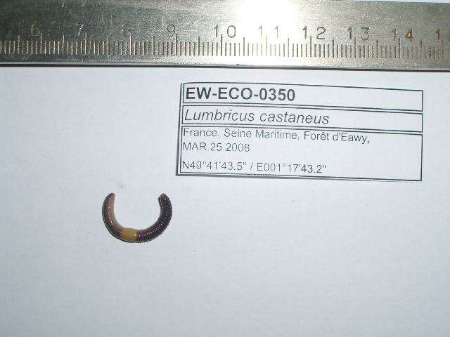 Image of Lumbricus castaneus